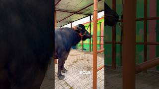 Huge size murrah buffalo in Bd🇧🇩. #buffalo #korbani #bull #farming #kurban #cow #bullfarm