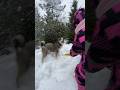 Сумасшедшая собака хаски 😍 Новый год в лесу/ отдых на снегоходах Inst: timkuznetsov