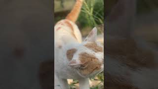 Local cat Bittu #shorts #cat #cutecat