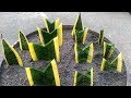 Snake Plant Propagation By Leaf Cuttings with Sand