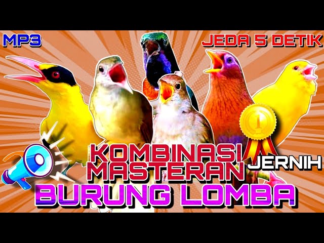 🔴Kombinasi Masteran Burung Lomba Jernih |Terbukti Ampuh!! |Full 3Jam |Jeda 5Detik #kombinasimasteran class=