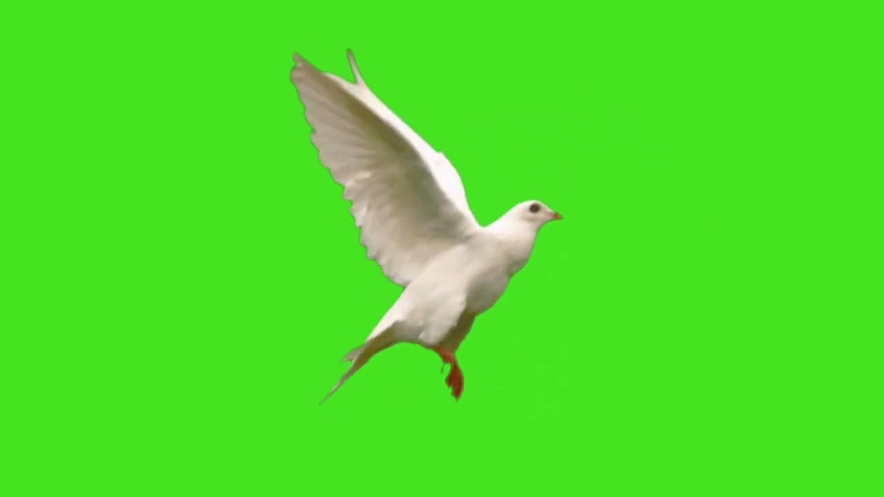 Dove Flying Green Screen Videos | Dove birds Flying effects HD No copyright | chroma key dove pigeon