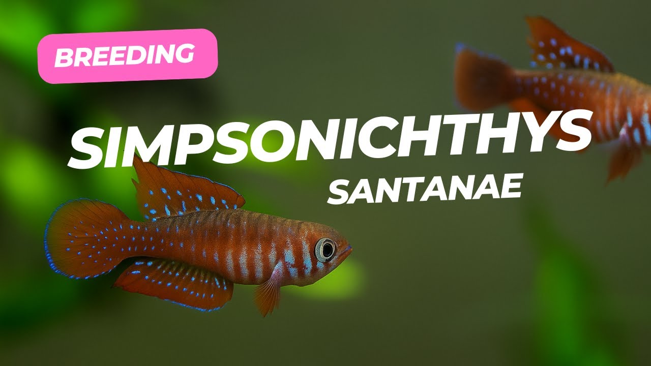 New Breeding project in the killifishroom!