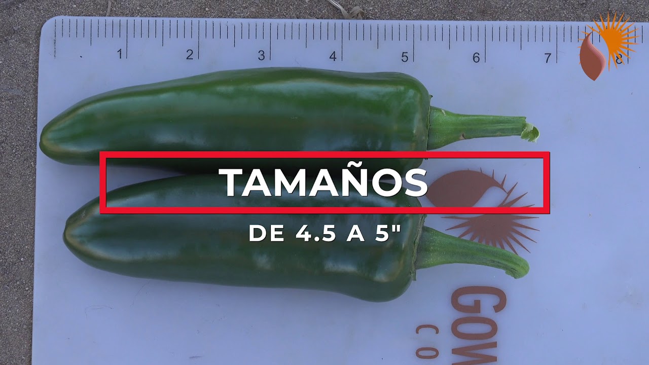 Gowan Seed Jalapeño Gabino YouTube