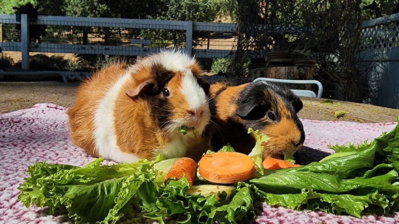 Monday Live Feeding!!!!