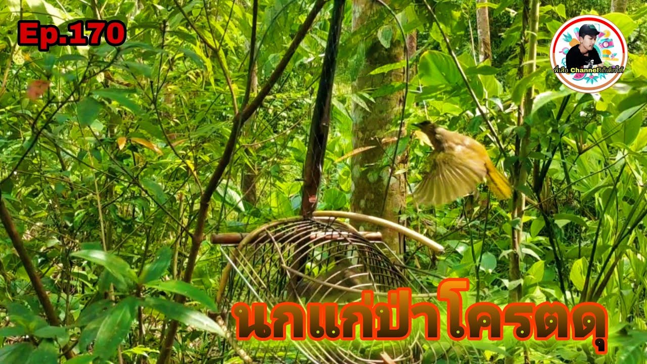 เสียงนกดอกแตงEp.170 ตามหานกดอกแตงแก่ป่าบนเขาหลักแรกก็โหดแล้ว(Stripe-throated Bulbul)