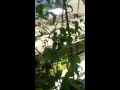 Tomates no vaso....