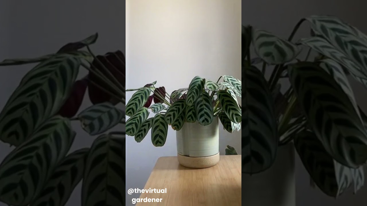 🌿 The Best Houseplants for Vibrant Colors All Year Long! 🎨