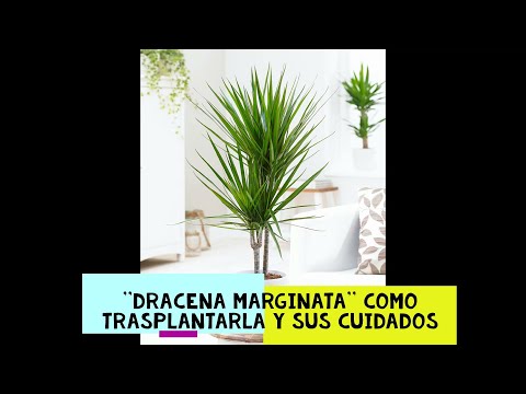 Video: Cuando trasplantar dracaena en casa