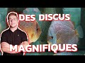 DISCUS CHEZ UN PROFESSIONNEL (c'est la folie)