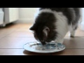 This Fancy Cat Loves Parmesan Cheese | Food & Wine