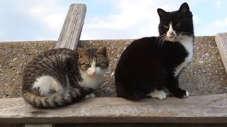 防波堤から釣り人を監視する仲良し二人組野良猫