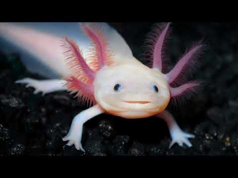 Video Kỳ giông axolotl có thể đột ngột biến từ động vật sống... - youtube
