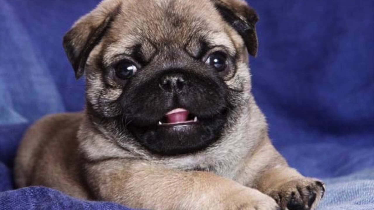 zombie pets - YouTube