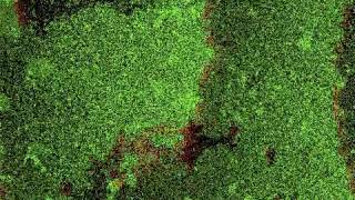 Cellular automata forest fire