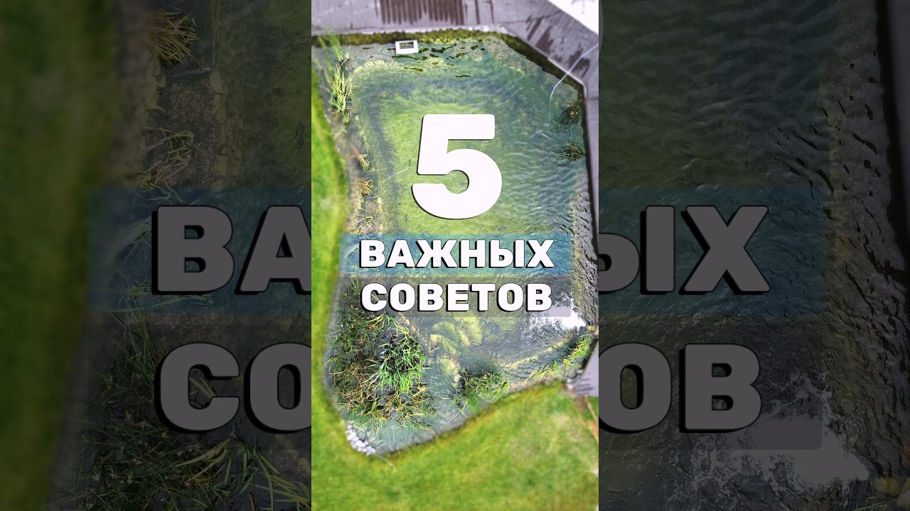 Грамотный, долговечный пруд. 5 советов по созданию пруда на участке