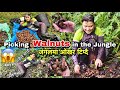    picking walnuts in the jungle  how to find barpak walnutsnepal