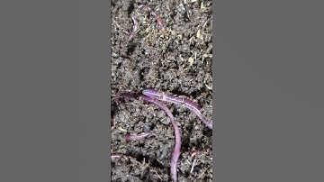 Kiểm tra trùn sinh khối đầu năm 2025 #trunque #nuoitrunque #phantrunque #dichtrunque #vuongtrunque