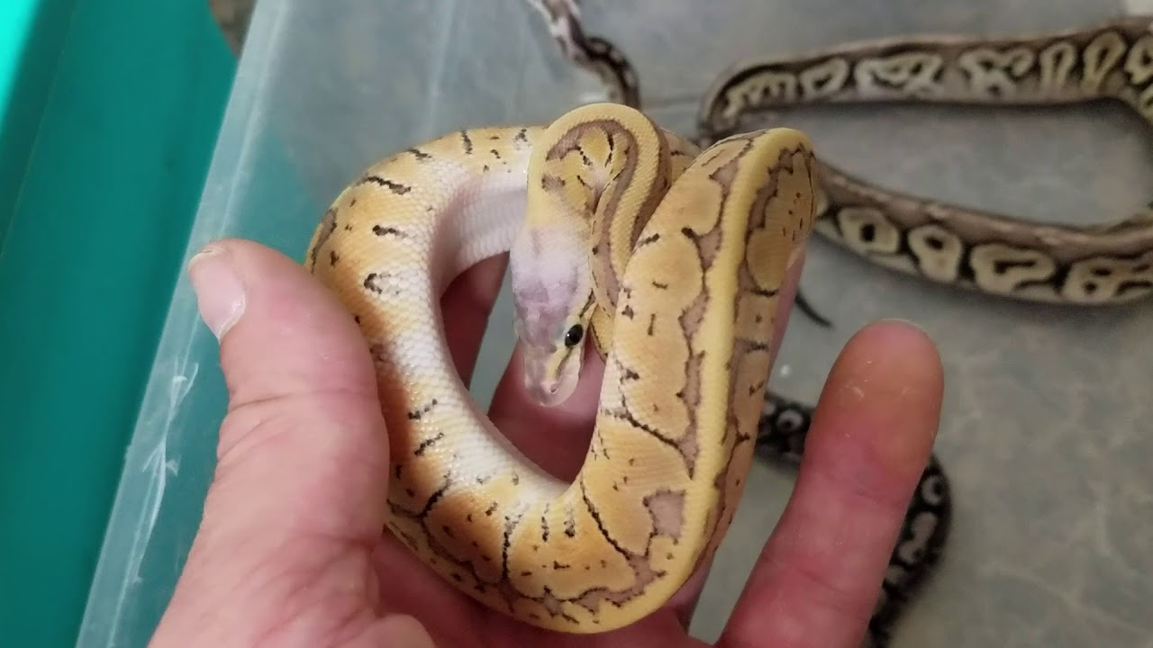 Pet Expo beautiful new ball pythons 8/16/18 - YouTube