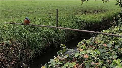 Mijn tuinvogels, the birds in my garden.