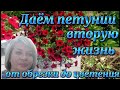 🌺ПЕТУНИЯ.Обрезка, подкормка, цветение. Через какое время зацветет петуния после обрезки...