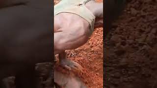 How Jamaicans dig yam on a farm #shorts