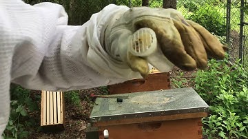 Beekeeping. Emerged queen cells and artificial swarm update.