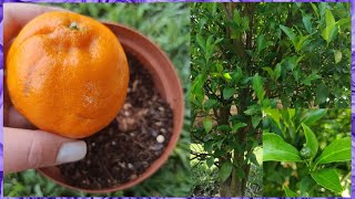 How To Grow A Citrus Naartjie Tree From Seed 