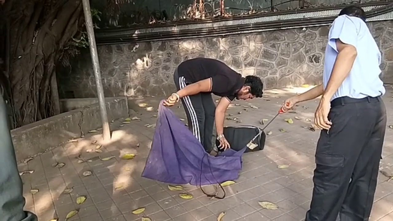 Parag Shinde Rescued venomous Indian Cobra At Paper Product Limited