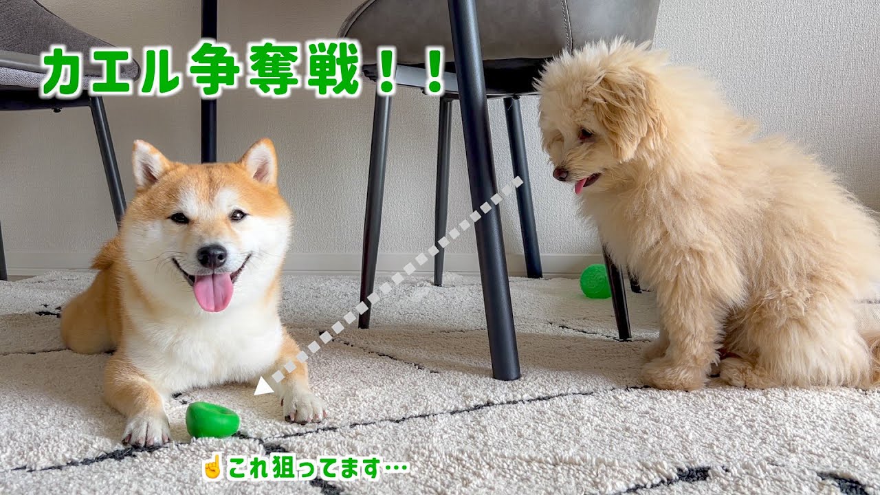 【争奪戦！】カエルのおもちゃを奪い合うふたりの駆け引きが可愛すぎました【＃106】