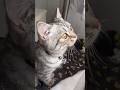 あれ?今日もビジュイイじゃん😎✨ #kitten #cat #猫 #子猫 #猫のいる暮らし