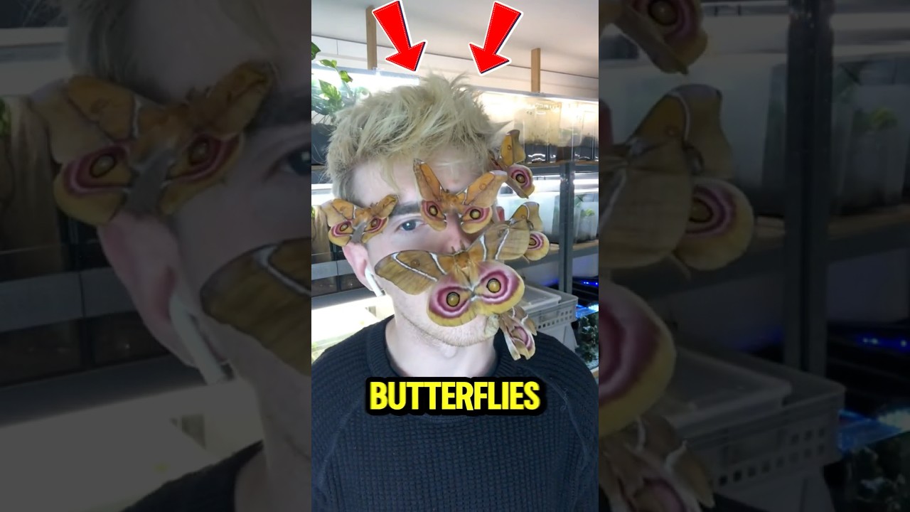 Why Are Some People Scared of Butterflies? 🦋😨