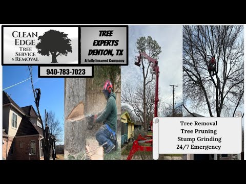 Very Dead Tree Removal in Valley View, TX | Clean Edge Tree Service ...