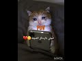 بلعت العنوان🙂💔 #اكسبلور #اكلتك #lifeisbutadream
