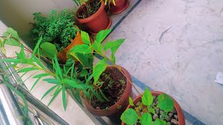 GHMC nursery Hyderabad/ how to get free plant in Hyderabad/ Haritha haram /cheap and best plant