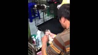 Animals for sale at Chatuchak Market, Bangkok Animals for sale at Chatuchak Market, Bangkok