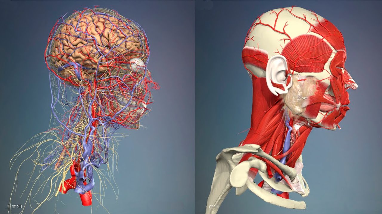 Голова головной мозг шея. Строение человеческой головы. Головной мозг с сосудами и череп анатомия. Анатомия головы и шеи человека.