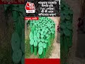 পাণ্ডুয়ার সরকারি বালতি চুরি TMC নেতার! কী কী ভাবে কমিয়েছে ভাবুন!
