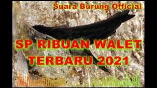 SP Walet 2021 - Suara panggil ribuan walet limited edition