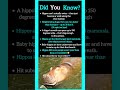 Baby hippos are born underwater. #facts