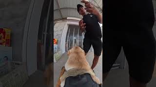 This Dog Has a Job… And He Takes It Seriously 🐶💼