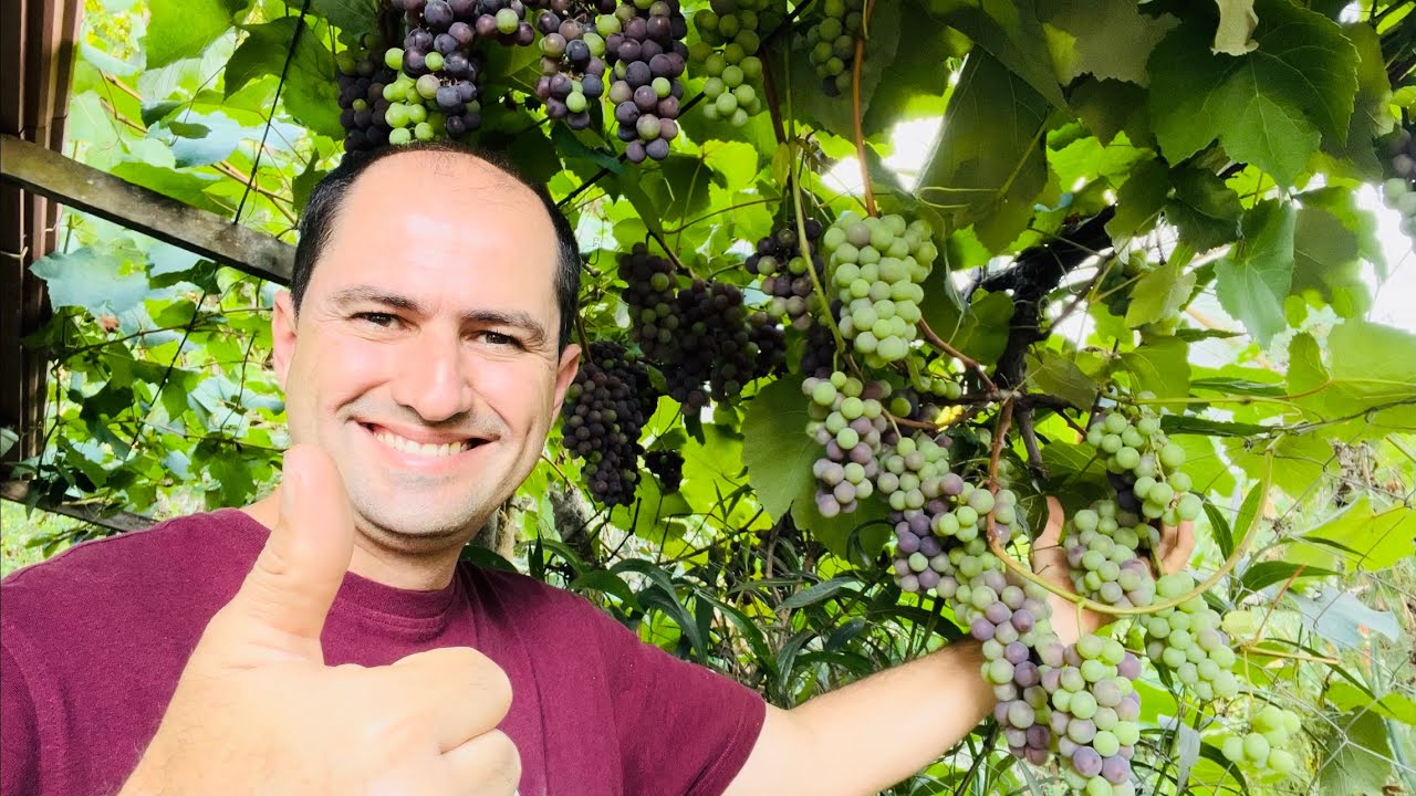 SUPER PRODUÇÃO DE UVA COM ESTERCO CASEIRO