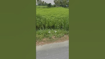 Day 140: Rangpur Crops! GeoGuessr Tip of the Day! #geoguessrtips #googlemaps #geoguessr #map