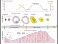 Le cycle ovarien et le cycle utérien, La régulation des hormones sexuelles de la femme