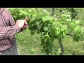 Spring Vineyard Pruning