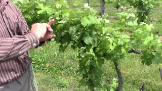 Spring Vineyard Pruning