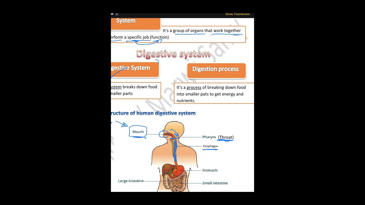 Primary 4- first term- theme 1- concept 1.1 - lesson 4 (digestive system part 1)