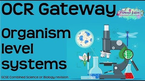 The whole of OCR Gateway Biology Topic 3 - Organism level systems. GCSE Revision