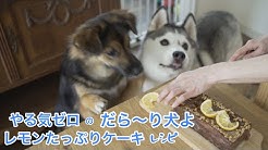 ガウガウくんとポッちゃん Husky And Rescued Dog Youtube