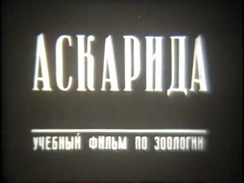 Видео: Аскарида. Учебный фильм по биологии